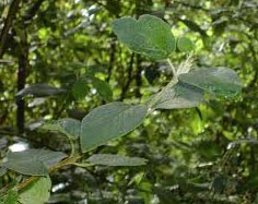 Viburnum Lantana - Wayfaring Tree